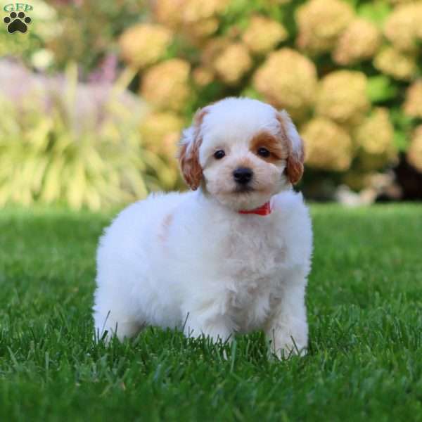 Tessa, Miniature Poodle Puppy
