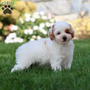 Tessa, Miniature Poodle Puppy