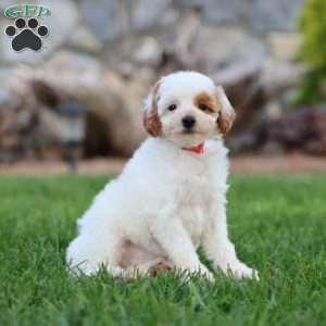 Tessa, Miniature Poodle Puppy