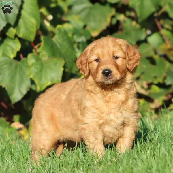 Thea, Golden Retriever Puppy