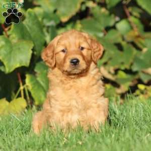 Thea, Golden Retriever Puppy
