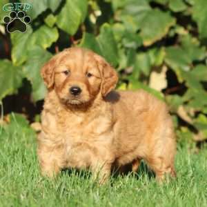 Thea, Golden Retriever Puppy