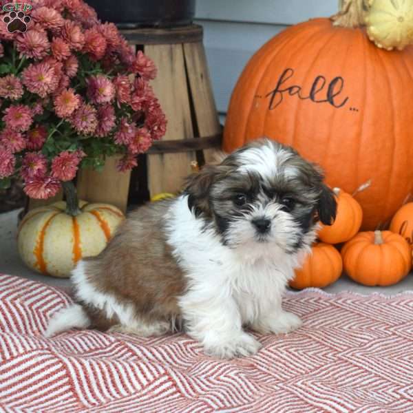 Thelma, Shih Tzu Puppy