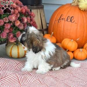 Thelma, Shih Tzu Puppy