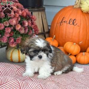 Thelma, Shih Tzu Puppy