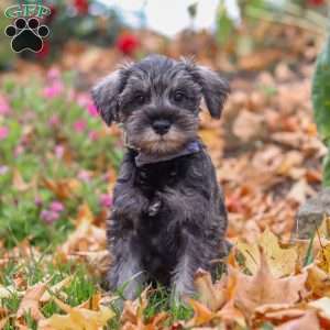 Theo, Miniature Schnauzer Puppy
