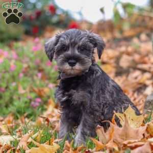 Theo, Miniature Schnauzer Puppy