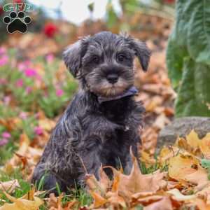Theo, Miniature Schnauzer Puppy