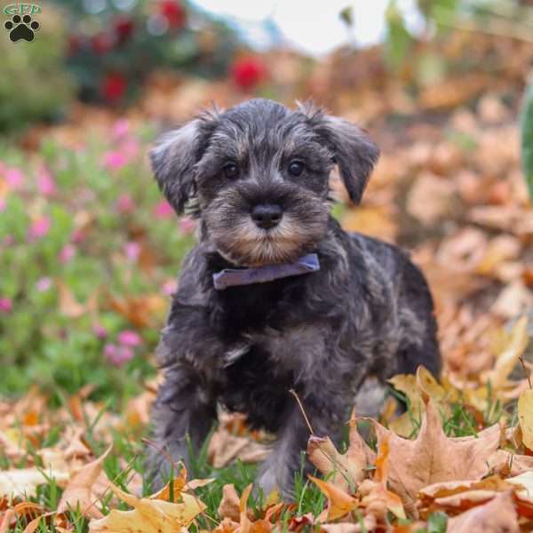 Theo, Miniature Schnauzer Puppy