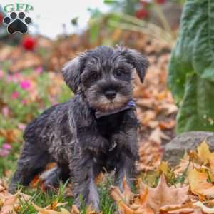 Theo, Miniature Schnauzer Puppy