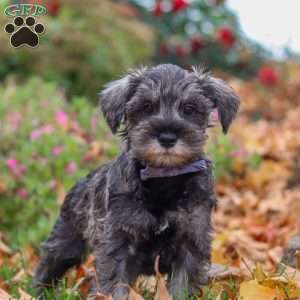 Theo, Miniature Schnauzer Puppy