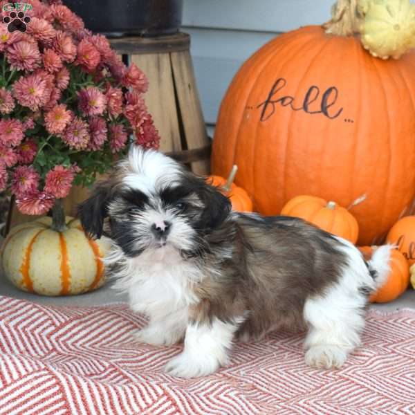 Theo, Shih Tzu Puppy