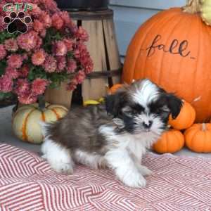 Theo, Shih Tzu Puppy
