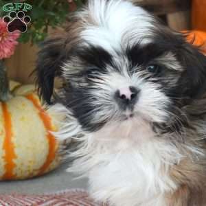 Theo, Shih Tzu Puppy