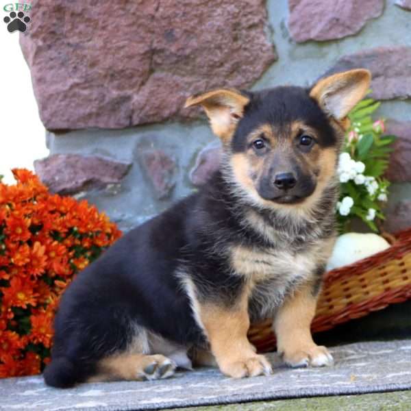 Theo, German Shepherd Mix Puppy