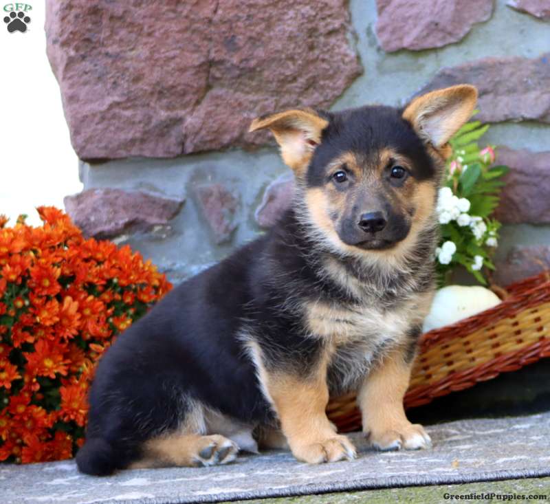 Theo (Mixed breed, Male) in Honey Brook, PA