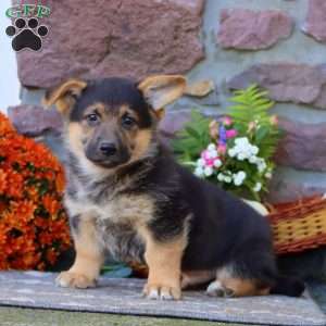 Theo, German Shepherd Mix Puppy