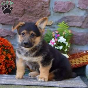 Theo, German Shepherd Mix Puppy