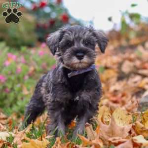 Theo, Miniature Schnauzer Puppy