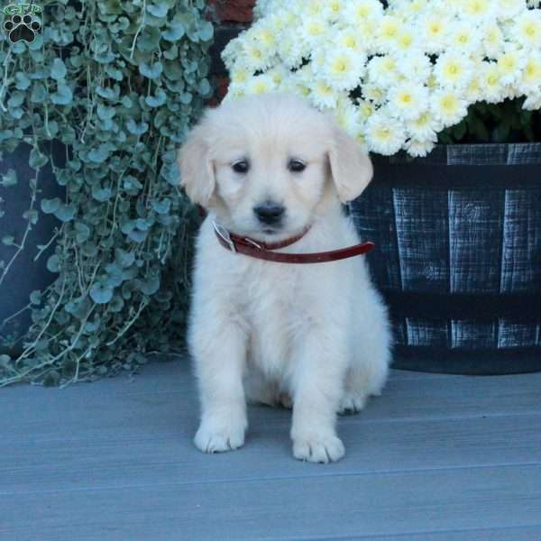 Tillie, English Cream Golden Retriever Puppy