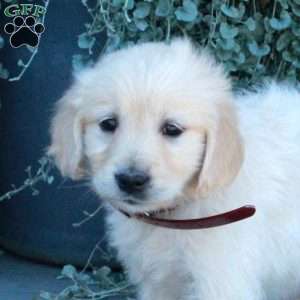 Tillie, English Cream Golden Retriever Puppy