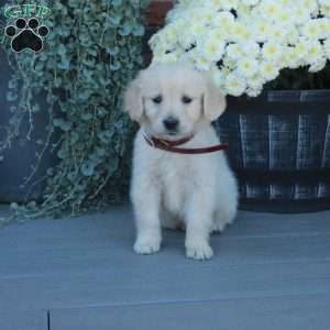 Tillie, English Cream Golden Retriever Puppy