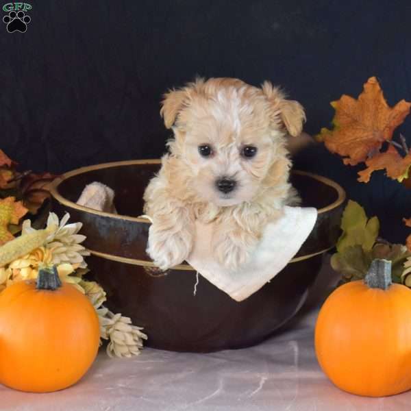 Tilly, Maltipoo Puppy