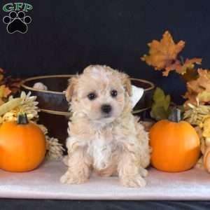 Tilly, Maltipoo Puppy