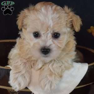Tilly, Maltipoo Puppy