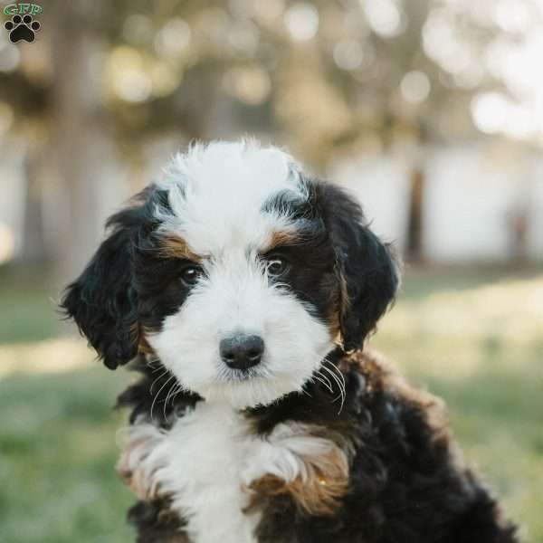 Tilly, Mini Bernedoodle Puppy