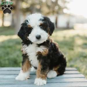 Tilly, Mini Bernedoodle Puppy