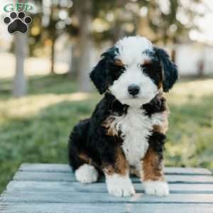 Tilly, Mini Bernedoodle Puppy