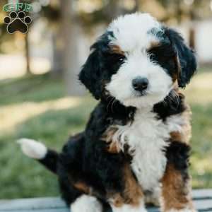 Tilly, Mini Bernedoodle Puppy