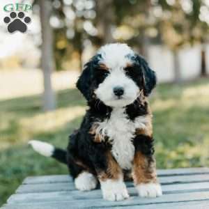 Tilly, Mini Bernedoodle Puppy