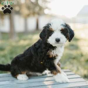 Tilly, Mini Bernedoodle Puppy
