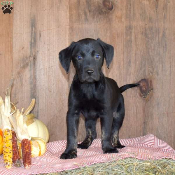 Timber, Black Labrador Retriever Puppy