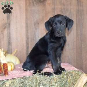 Timber, Black Labrador Retriever Puppy