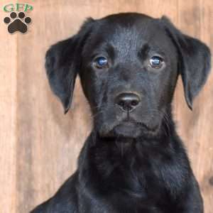 Timber, Black Labrador Retriever Puppy
