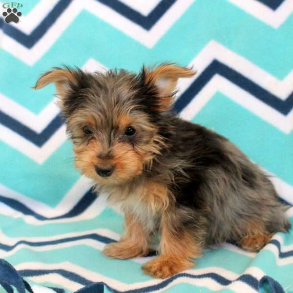 Timmy, Yorkie Puppy