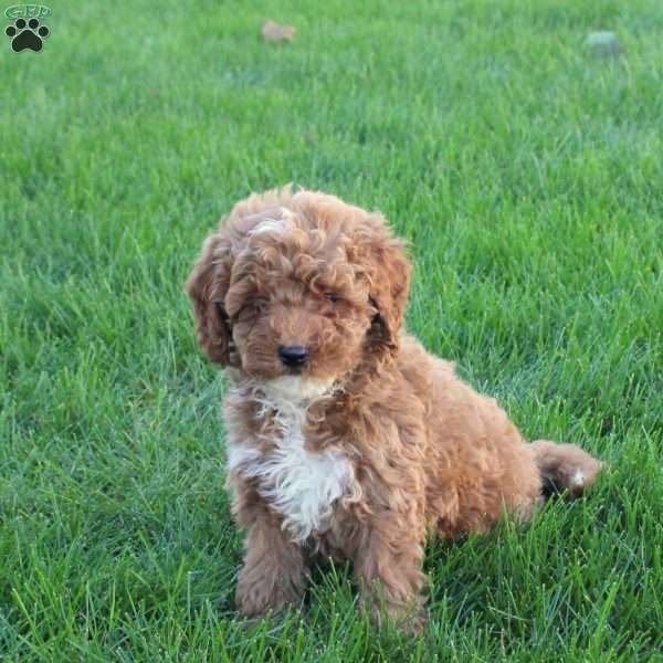 Timmy, Miniature Poodle Puppy