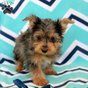 Timmy, Yorkie Puppy
