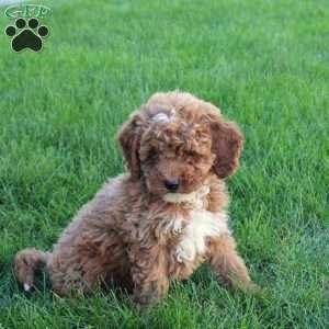 Timmy, Miniature Poodle Puppy