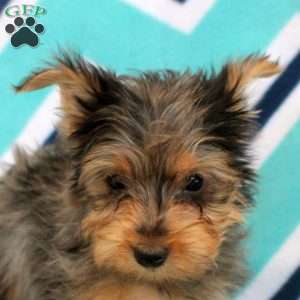 Timmy, Yorkie Puppy