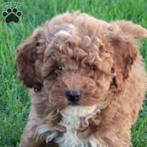 Timmy, Miniature Poodle Puppy