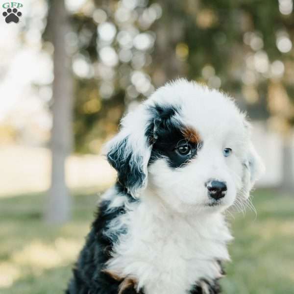 Timmy, Mini Bernedoodle Puppy