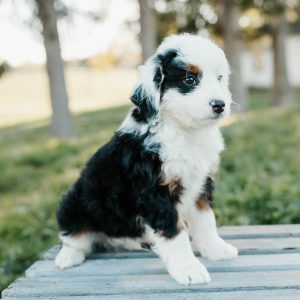 Timmy, Mini Bernedoodle Puppy