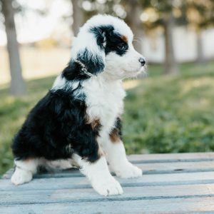 Timmy, Mini Bernedoodle Puppy