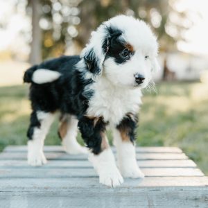 Timmy, Mini Bernedoodle Puppy