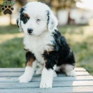 Timmy, Mini Bernedoodle Puppy