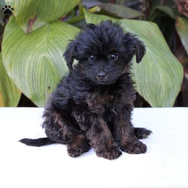 Timmy, Chihuahua Mix Puppy